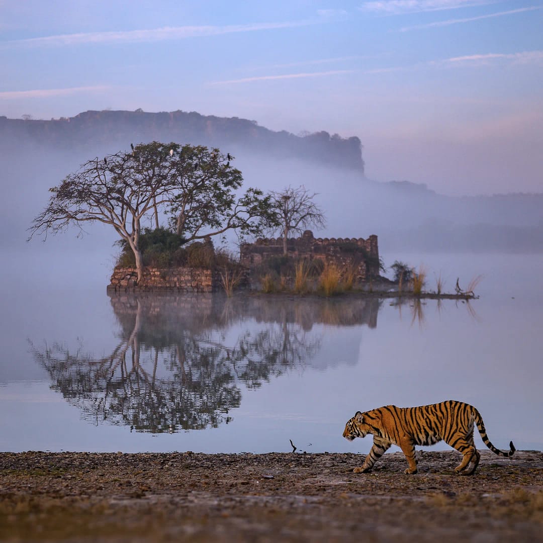 Padam Lake Ranthambore